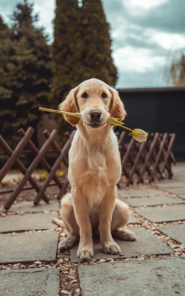 Golden retriever em um jardim, olhando para a câmera