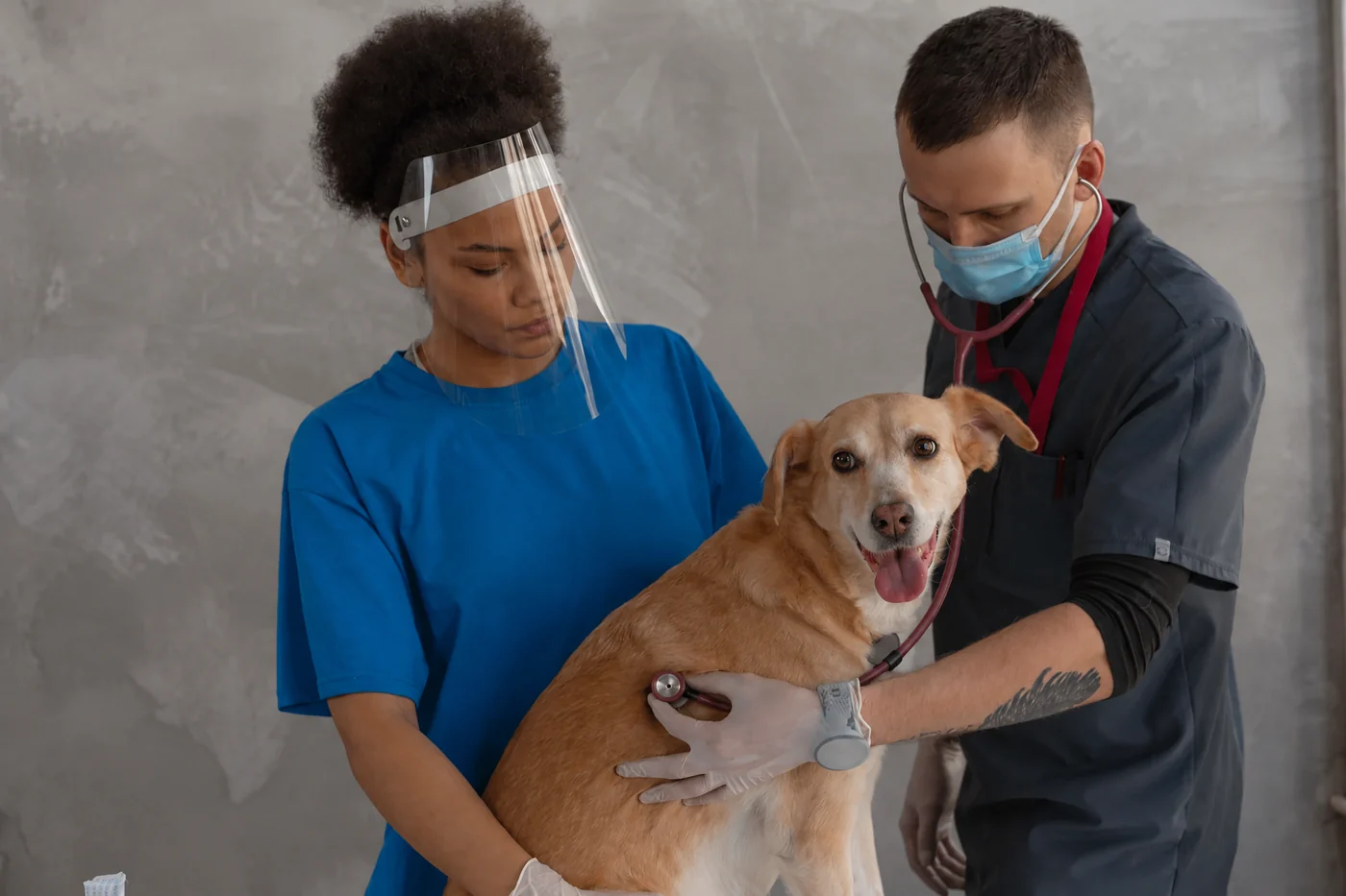 Veterinário auscultando um cachorro com estetoscópio, com apoio de uma cuidadora